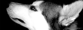 Beautiful Husky Model, Free Facebook Timeline Profile Cover, Animals