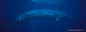 Blue Whale, Free Facebook Timeline Profile Cover, Animals
