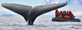 Blue Whale Tail Raft, Free Facebook Timeline Profile Cover, Animals