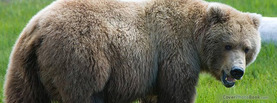 Brown Bear, Free Facebook Timeline Profile Cover, Animals