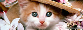 Cat with Hat, Free Facebook Timeline Profile Cover, Animals