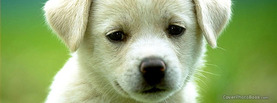 Cute Puppy, Free Facebook Timeline Profile Cover, Animals