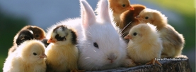 Cute Real Easter Bunny with Chicks, Free Facebook Timeline Profile Cover, Animals