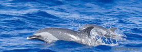 Dolphins Sea, Free Facebook Timeline Profile Cover, Animals