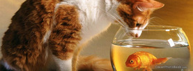 Fish in Bowl Cat, Free Facebook Timeline Profile Cover, Animals