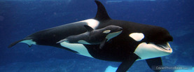 Killer Whale and Baby, Free Facebook Timeline Profile Cover, Animals