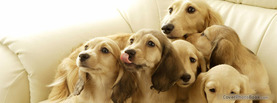 Lovely Dog Family White, Free Facebook Timeline Profile Cover, Animals