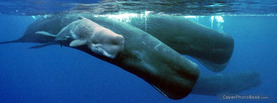 Whale Family, Free Facebook Timeline Profile Cover, Animals