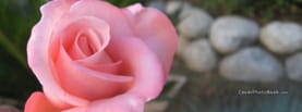 Pink Rose and Rocks, Free Facebook Timeline Profile Cover, Creative