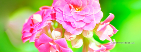 Bright Pink Flowers Petals, Free Facebook Timeline Profile Cover, Nature