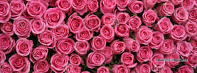 Bunches Pink Roses, Free Facebook Timeline Profile Cover, Nature