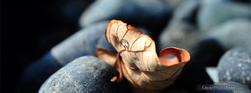 Dried Leaf Rocks, Free Facebook Timeline Profile Cover, Nature