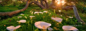 Heavenly Forest Branches White Flowers, Free Facebook Timeline Profile Cover, Nature