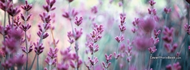 Pink Flowers Blur Zoom, Free Facebook Timeline Profile Cover, Nature