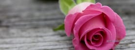 Pink Rose in Street, Free Facebook Timeline Profile Cover, Nature