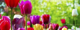 Spring Rainbow Color Tulips Flowers, Free Facebook Timeline Profile Cover, Nature