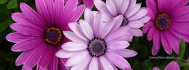 Vibrant Pink Purple Flowers, Free Facebook Timeline Profile Cover, Nature