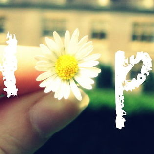 Hope Flower Facebook Cover Quotes